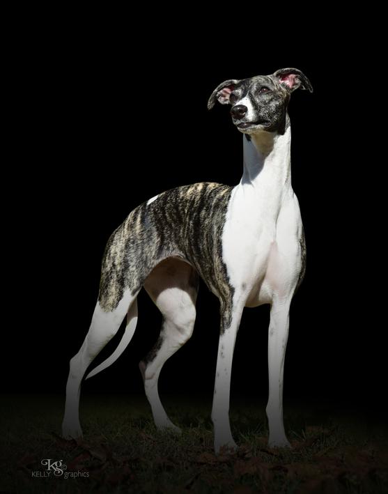 wyndham whippets