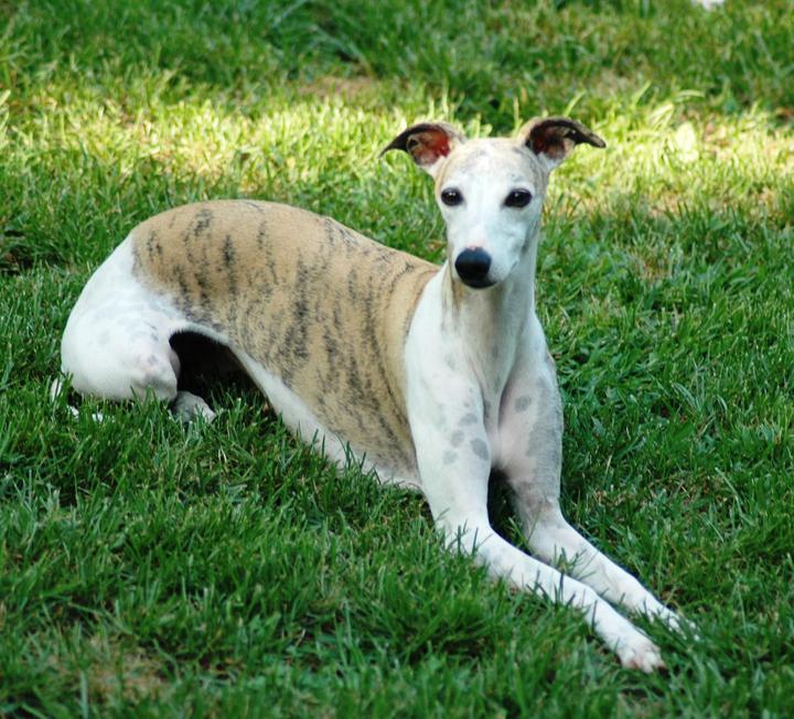 wyndham whippets